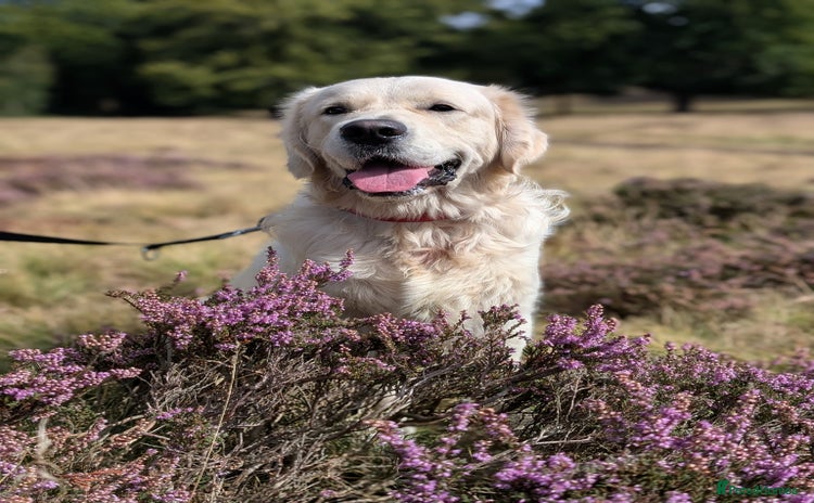 Golden Retriever dogs - Advert 5