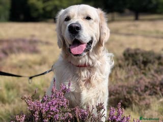 Golden Retriever dogs Golden Retriever Stud. KC Reg Champion Bloodline - Advert 6