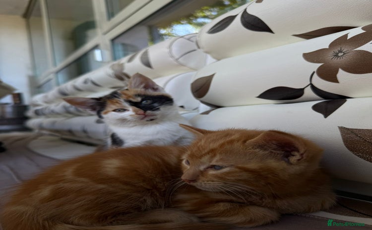 Mixed Breed cats for sale - Advert 1