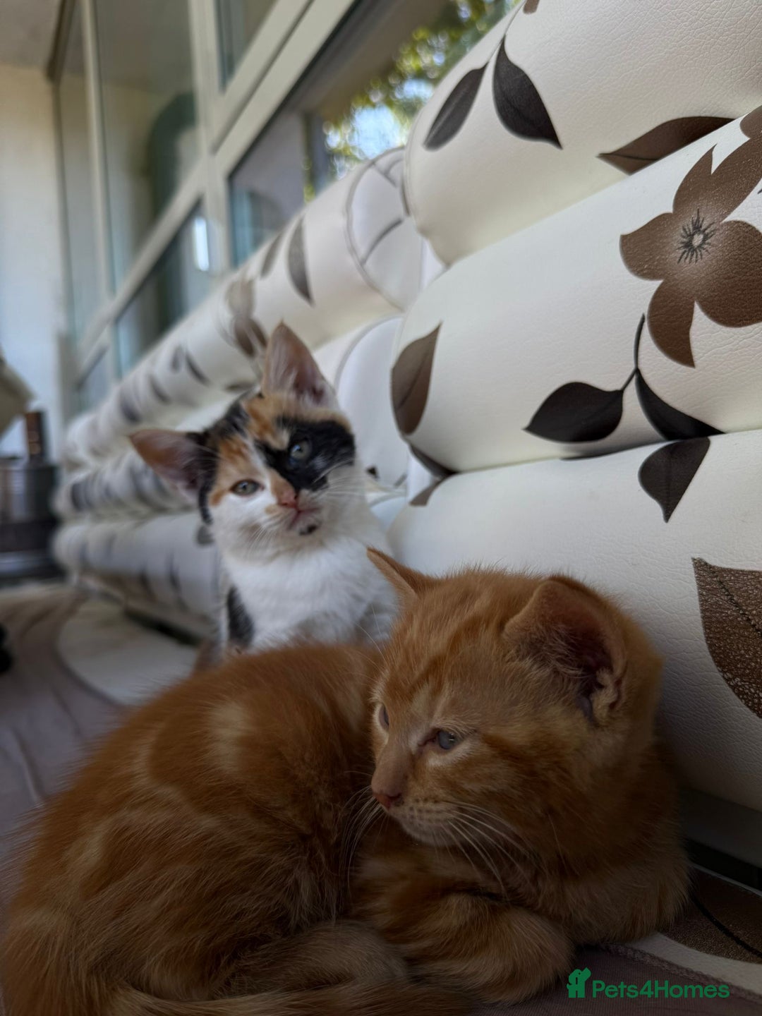 Mixed Breed cats for sale: 1 male 1 female kitten for sale  - Image 1