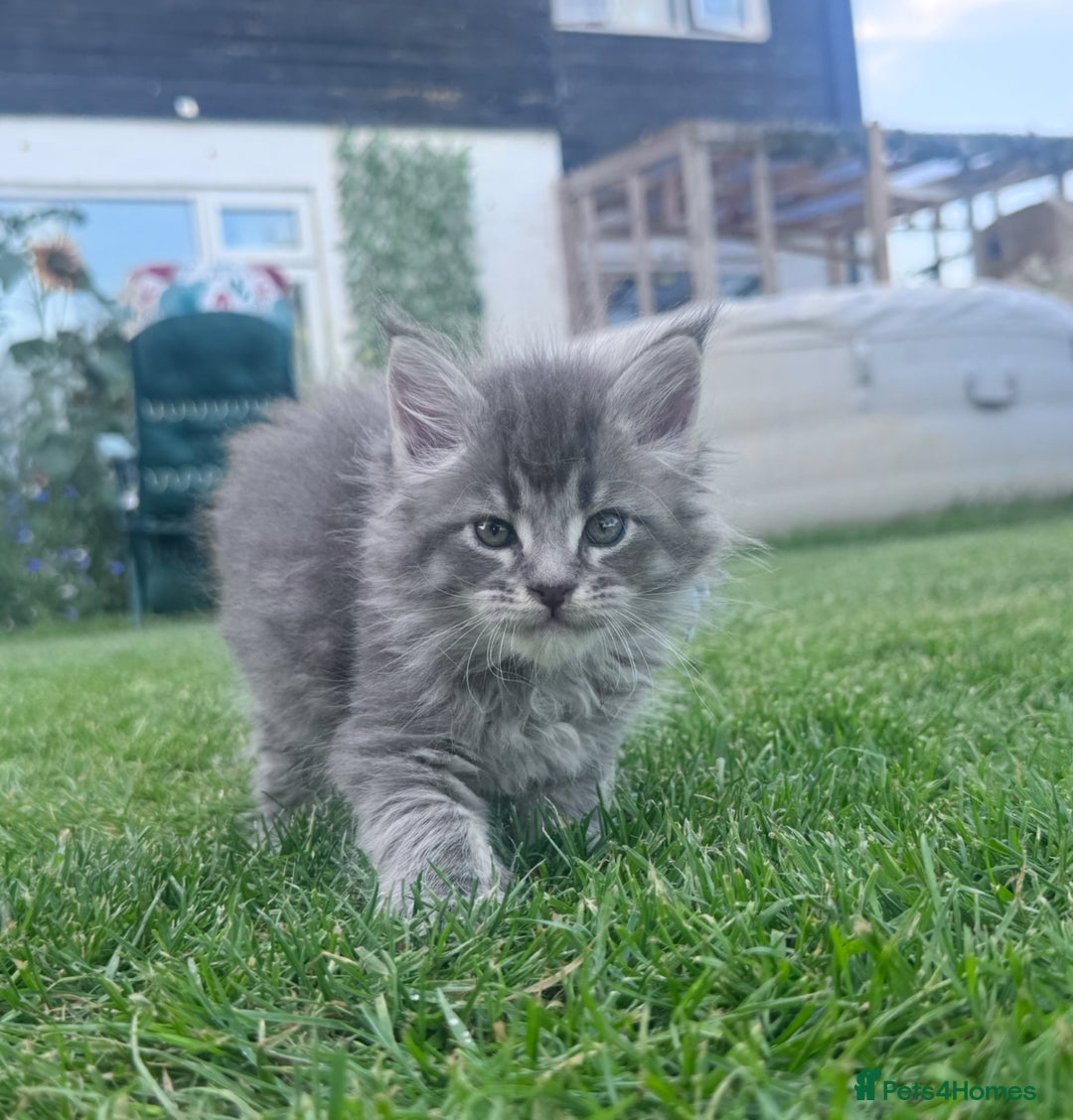 Maine Coon cats for sale: TICA REGISTERED champion Mainecoon kittens in Tring - Image 7