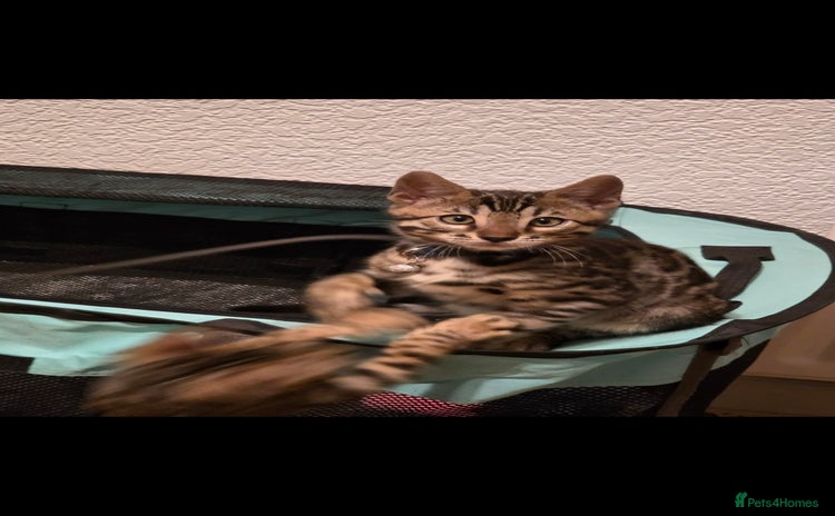 Bengal cats - Advert 11
