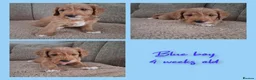 Australian Labradoodle dogs for sale: Miniature Australian labradoodles - Advert 13