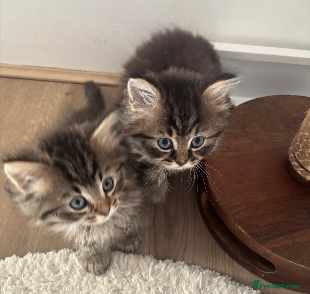 British Longhair cats for sale: British Longhair kittens mix - Advert 14