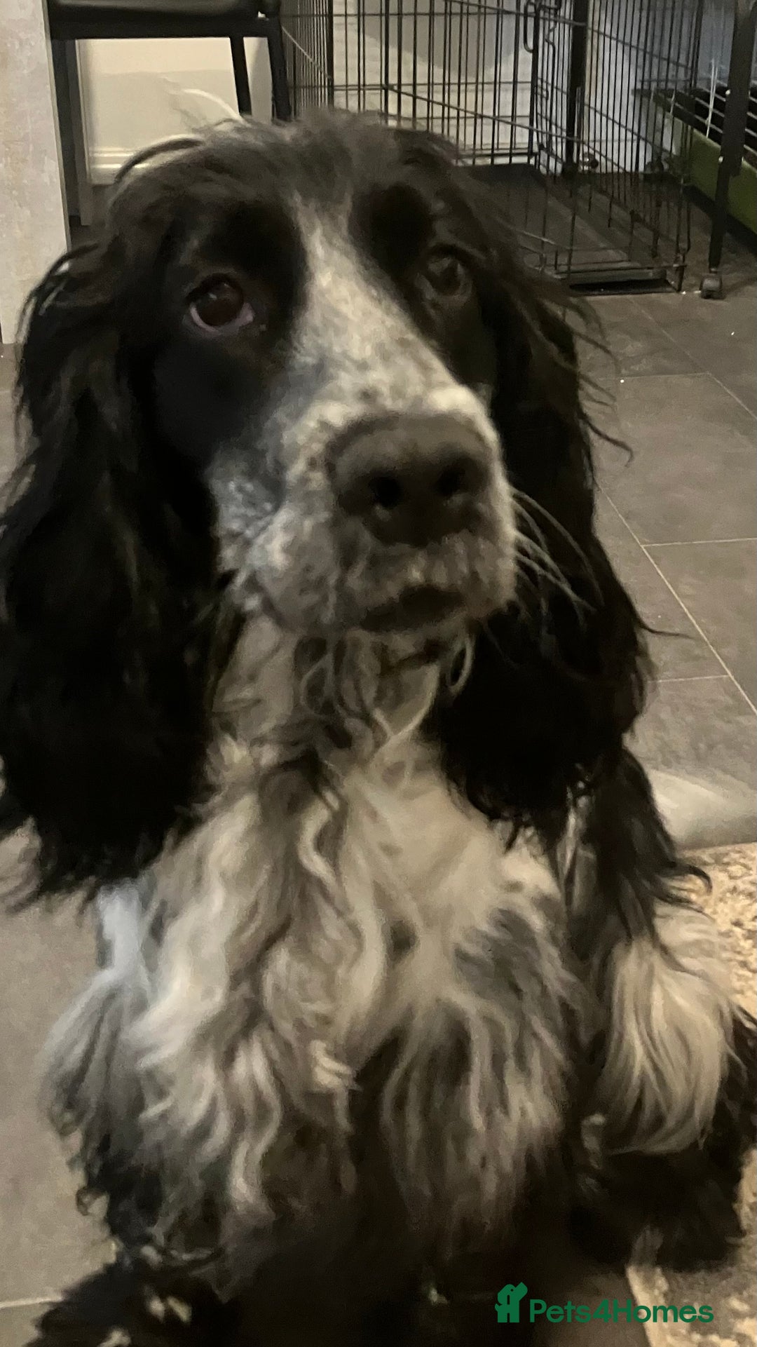 Cocker Spaniel dogs for sale: Beautiful show cocker springer spaniel  - Advert 4