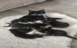 Mixed Breed cats for sale: Beautiful friendly kitties 💖 ready for homes 💕 - Image 3