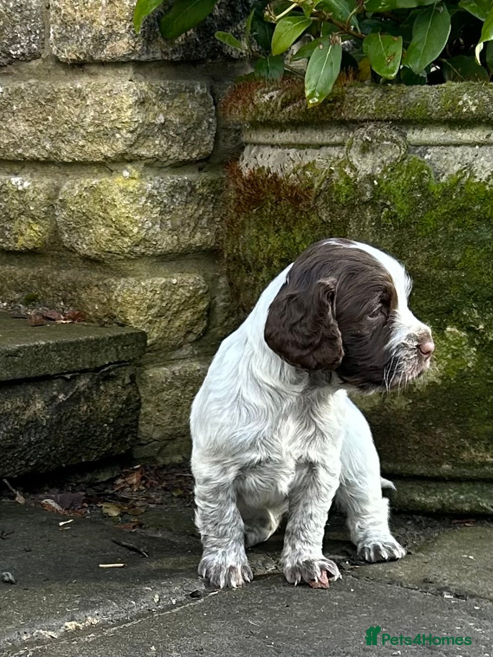 Cocker Spaniel dogs Beautiful cocker spaniel puppies - Advert 2