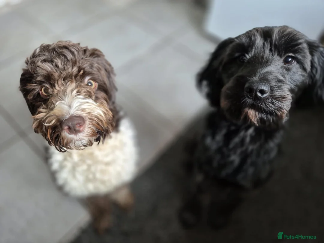 Cockapoo dogs for sale: Stunning tuxedo Cockapoo Puppies  - Advert 18
