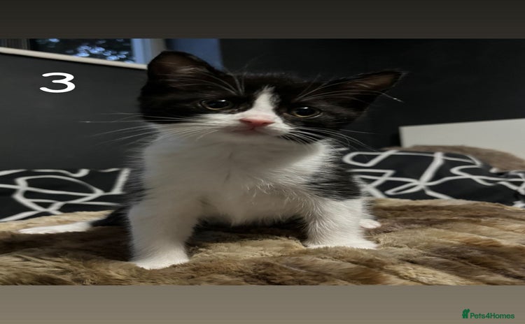 Mixed Breed cats - Advert 3