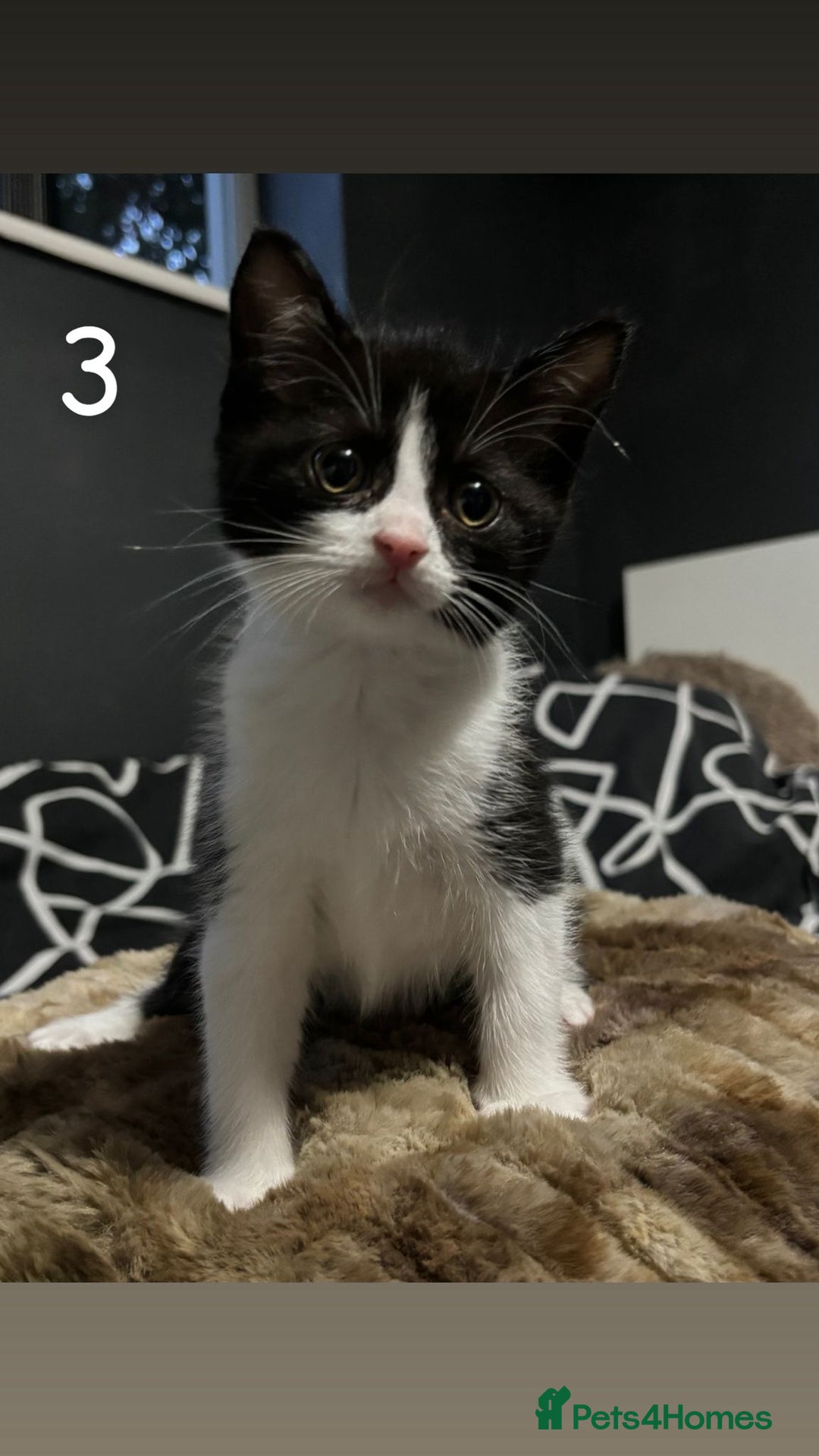 Mixed Breed cats for sale: Girl  - Image 1