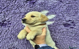 Labrador Retriever dogs for sale: KC Registered Labrador Retrievers 🖤💛 - Image 9