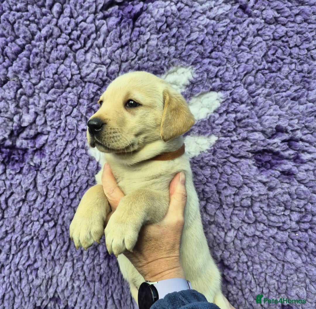 Labrador Retriever dogs for sale: KC Registered Labrador Retrievers 🖤💛 - Image 9