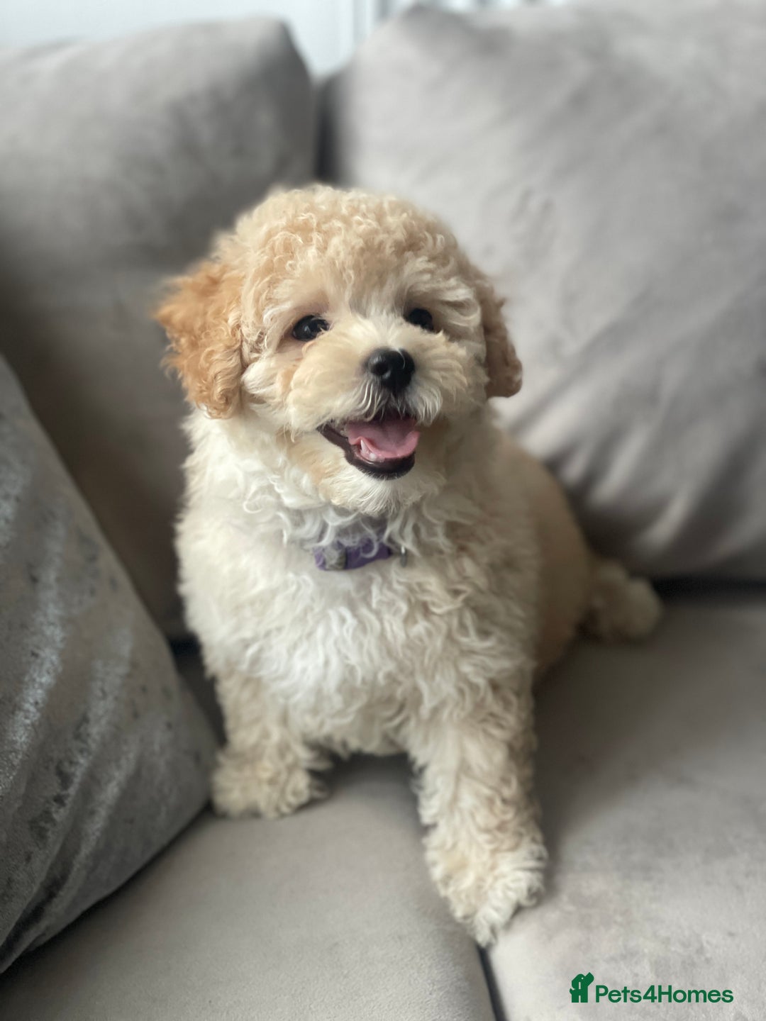 Poochon dogs for sale: Stunning litter - Image 27