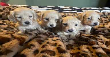 Miniature Dachshund dogs - Advert 4