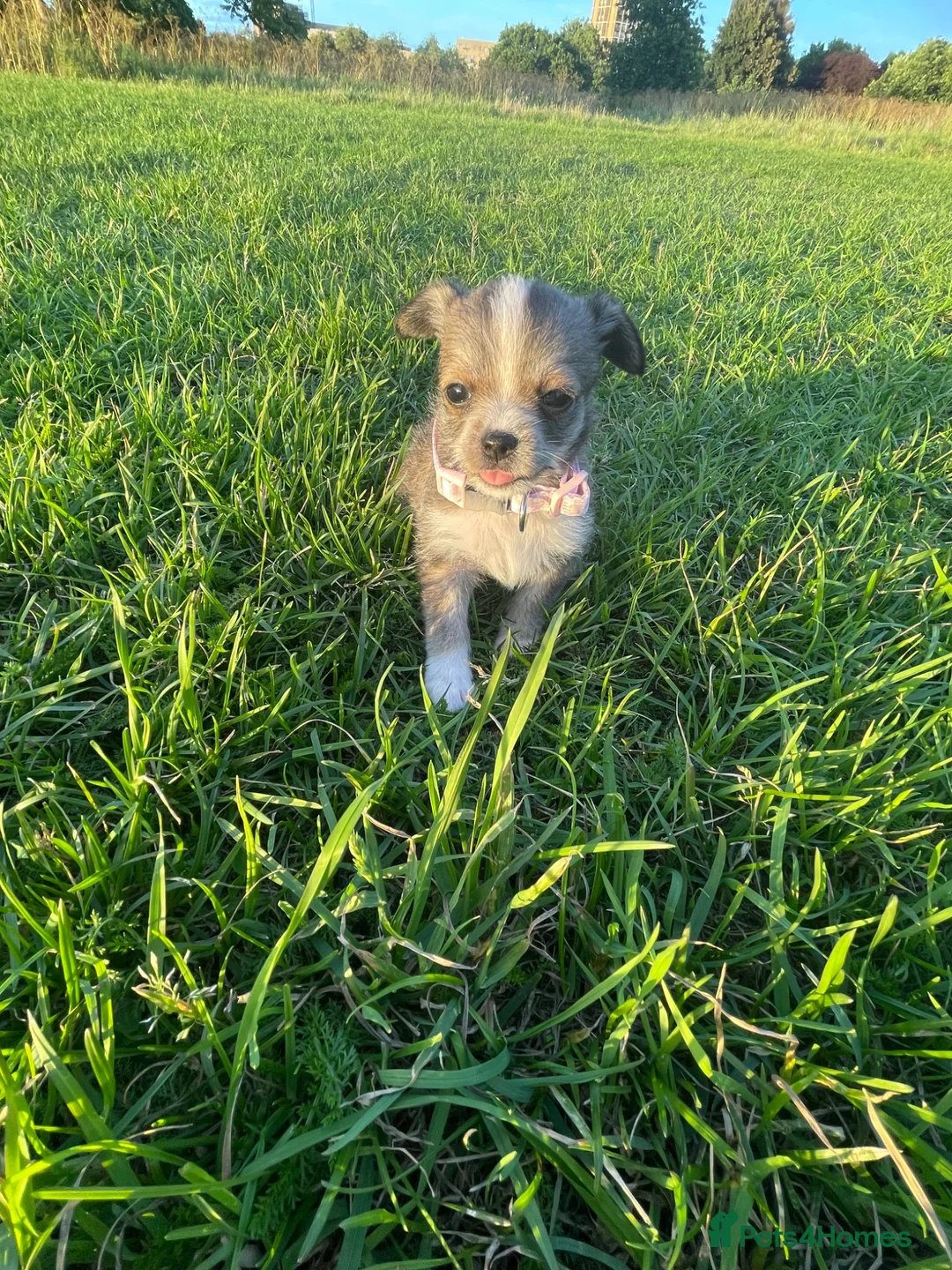 Mixed Breed dogs for sale: Beautiful Chihuahua Cross Puppies - Advert 9