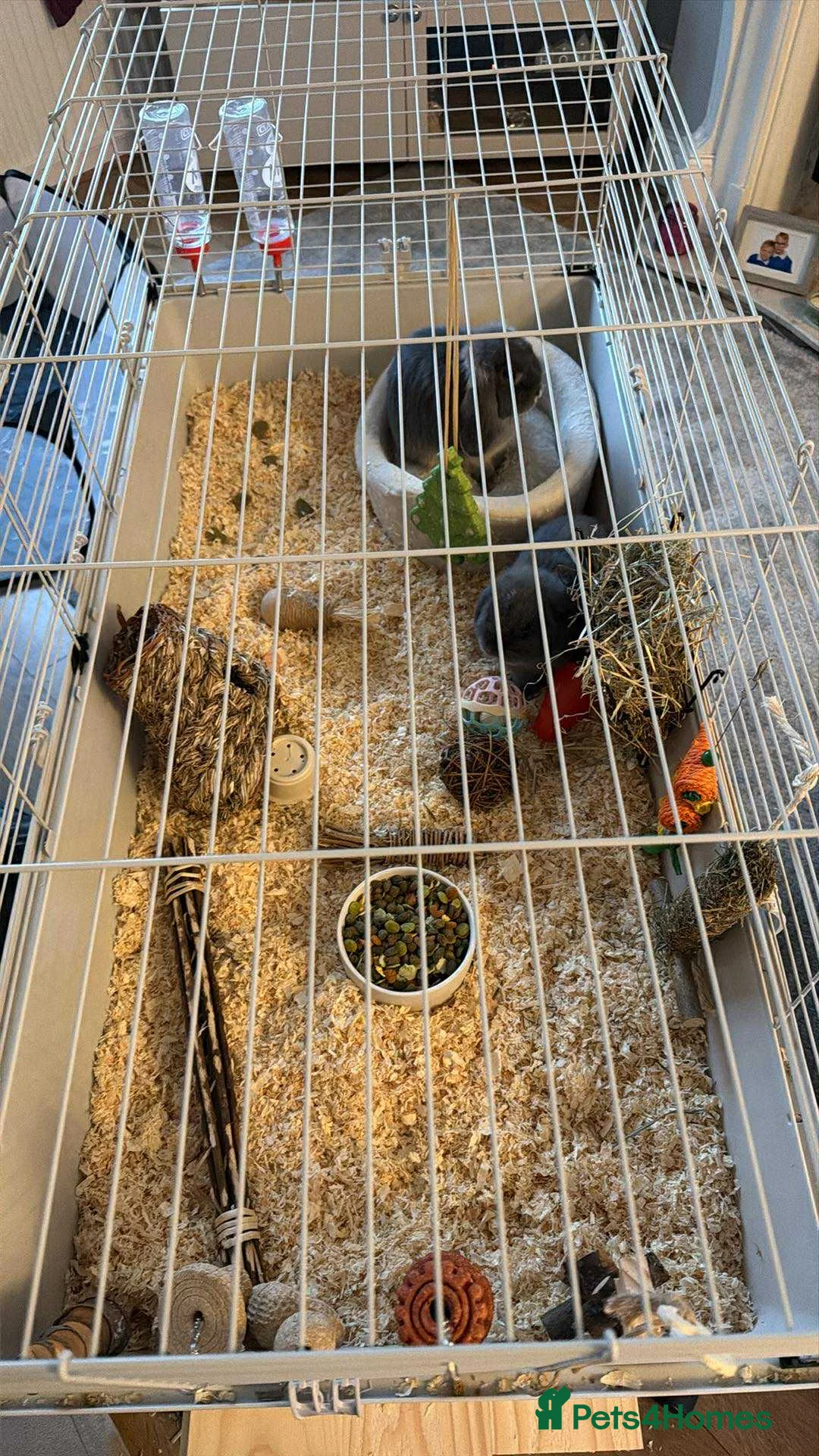 Dwarf Lop rabbits for sale: 2 male bonded pair rabbits  - Advert 6