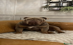 English Bulldog dogs for sale: Pablo - Image 2