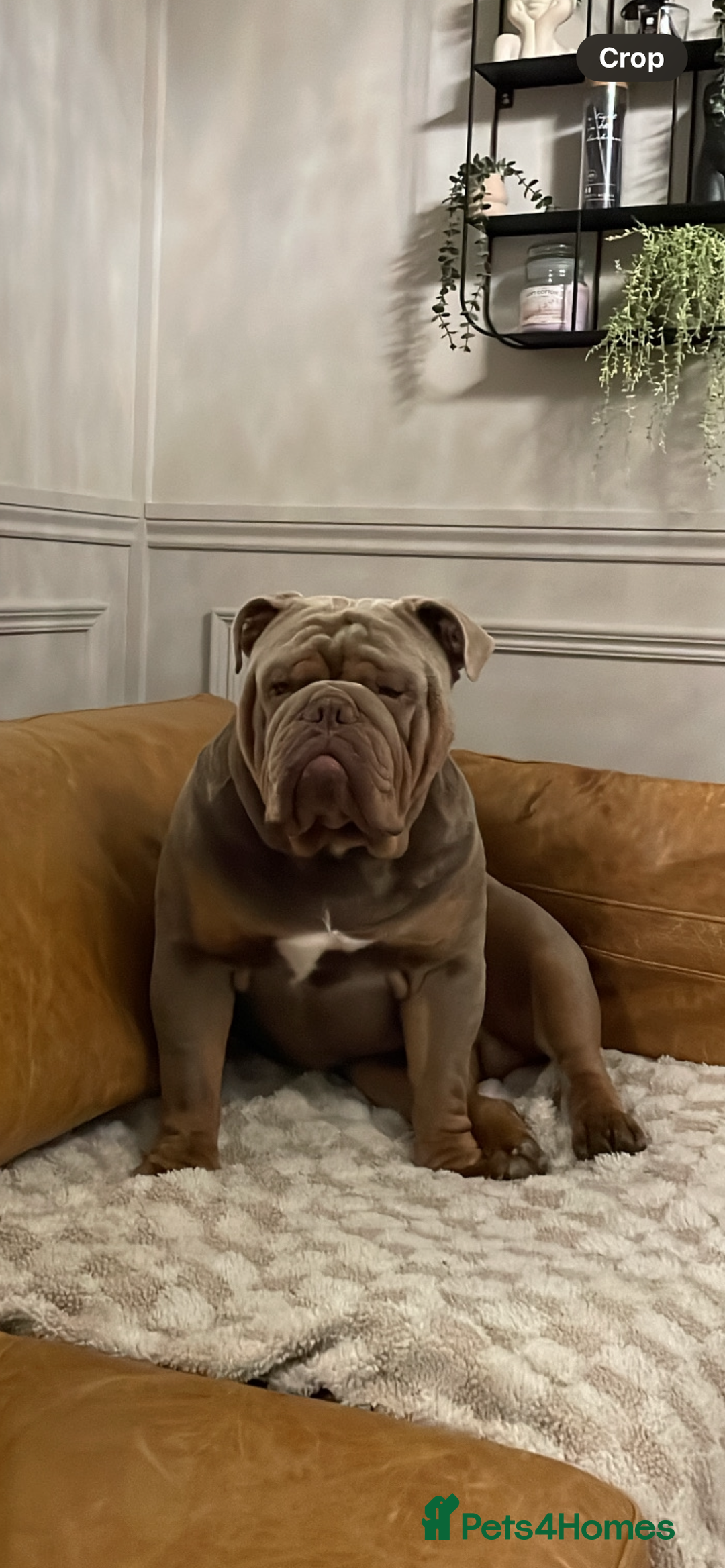 English Bulldog dogs for sale: Pablo - Image 2