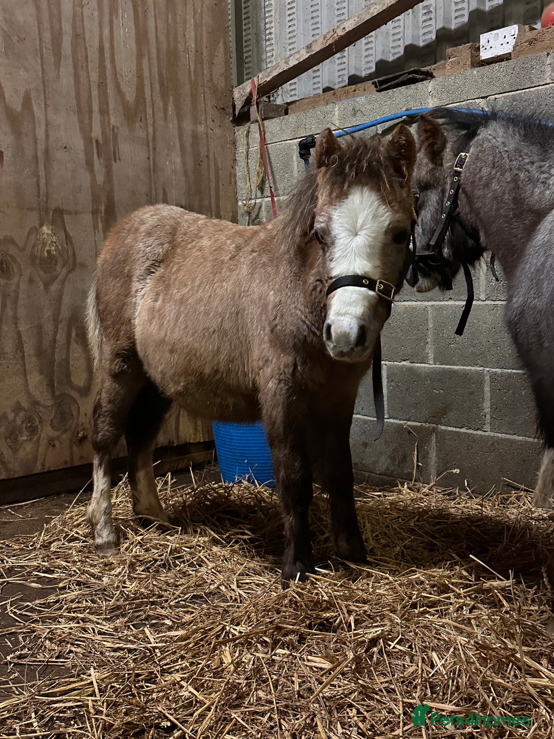Welsh Section A horses for sale: Section A Foals, to Make Approx 12.2hh - Advert 2