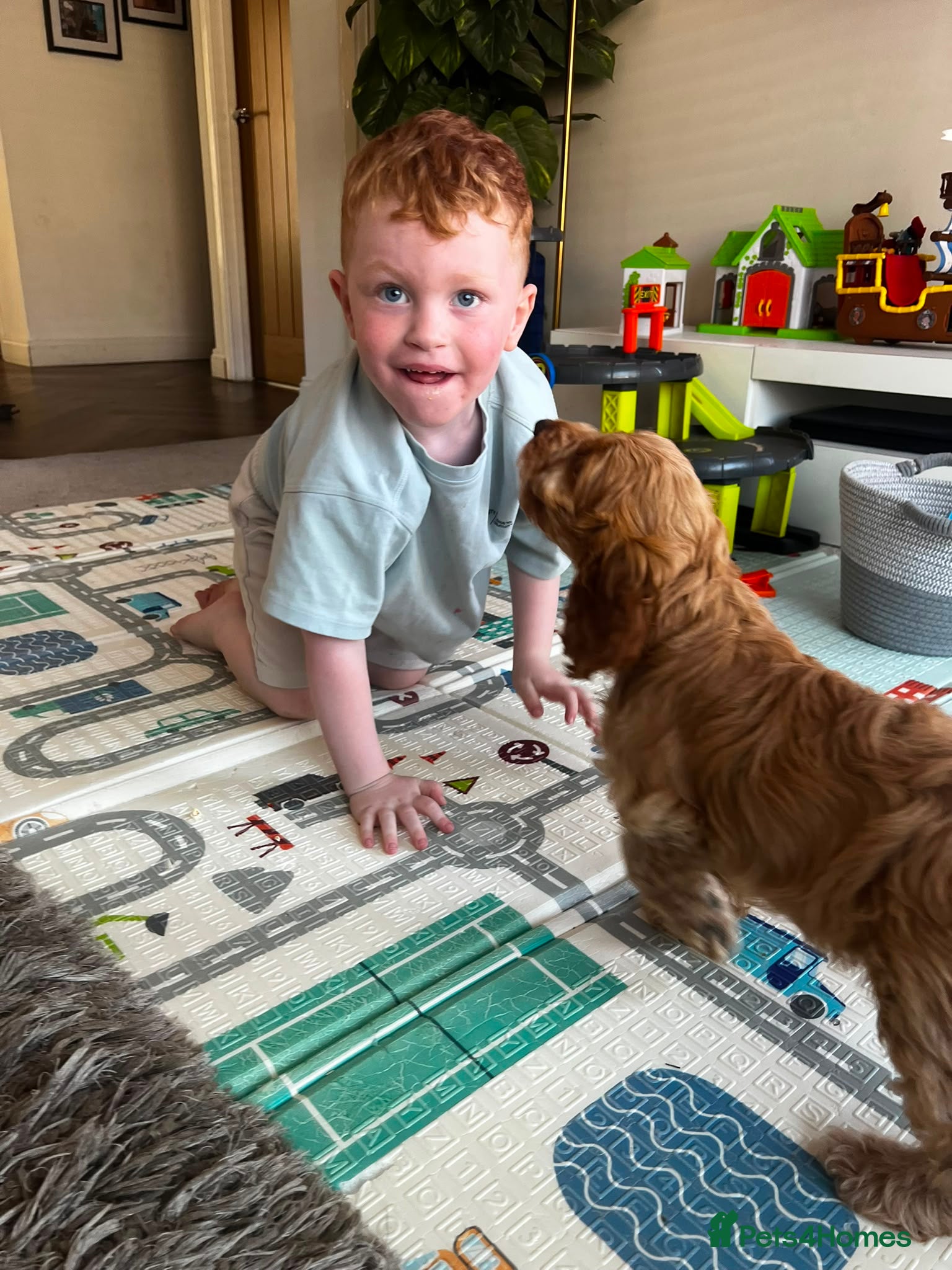Cockapoo dogs 🩷💙 Adorable cockapoo pups 🐶  - Advert 1
