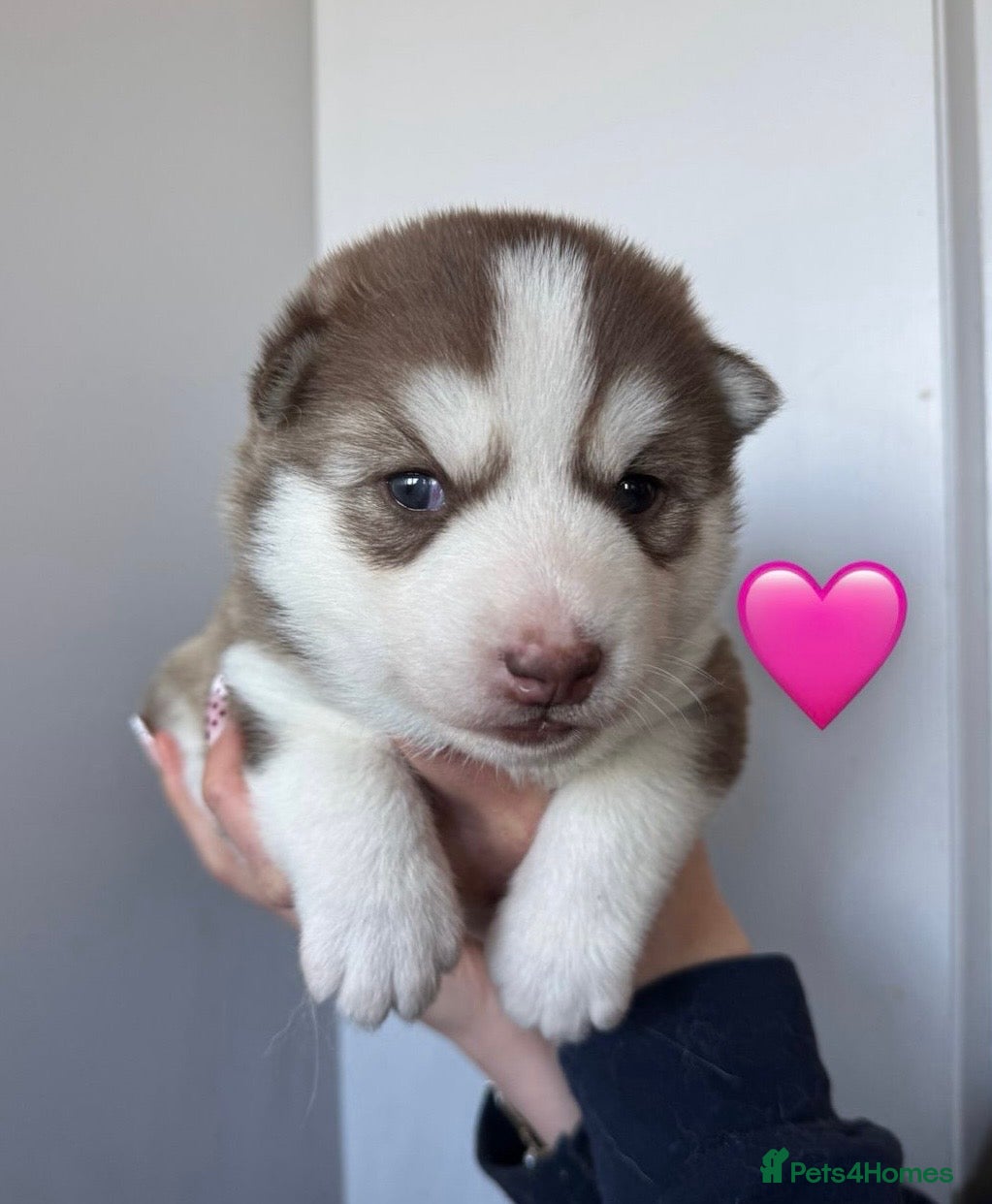 Siberian Husky dogs ✨Exceptional KC Reg Husky Puppies✨ - Advert 2