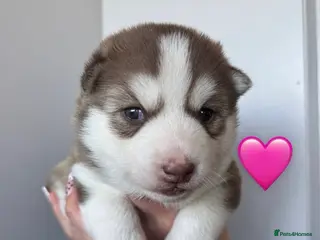 Siberian Husky dogs ✨Exceptional KC Reg Husky Puppies✨ - Advert 2