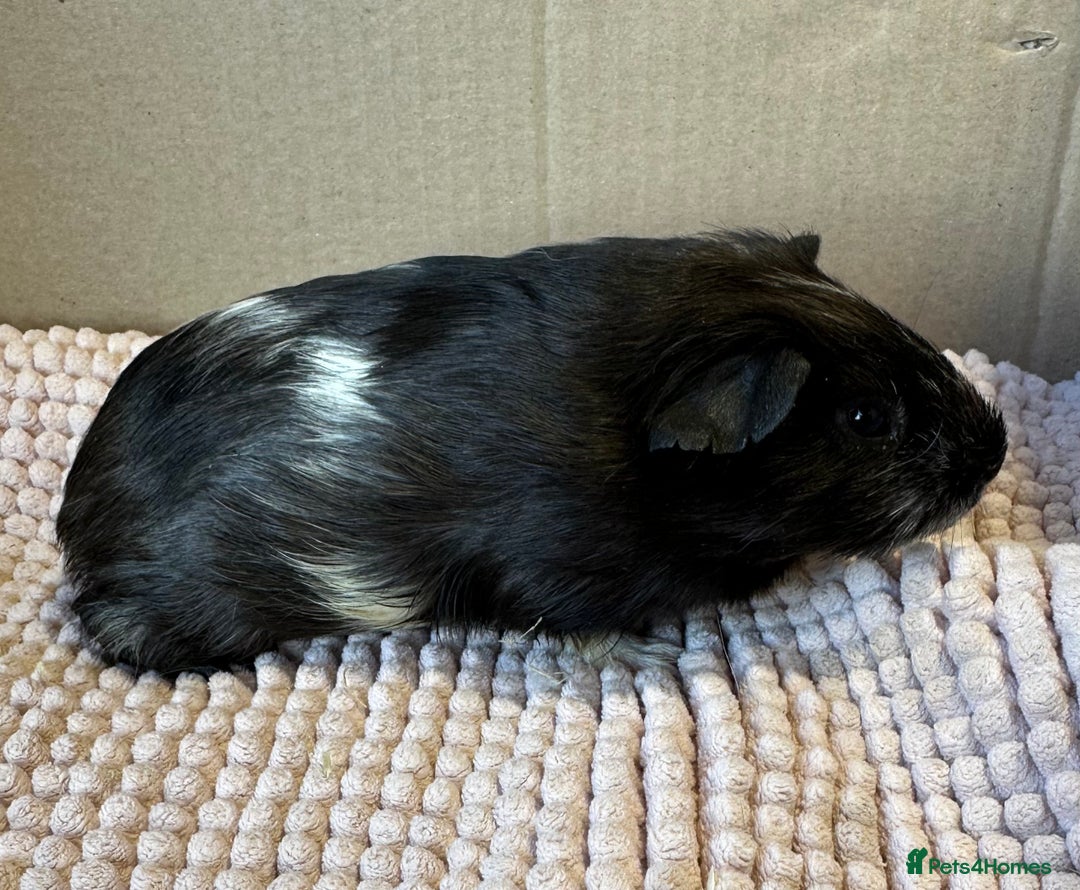 Guinea Pig rodents for sale: Young Guinea pigs  - Image 9