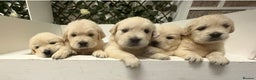 Golden Retriever dogs for sale: KC Golden Retriever Puppies for sale - Advert 7