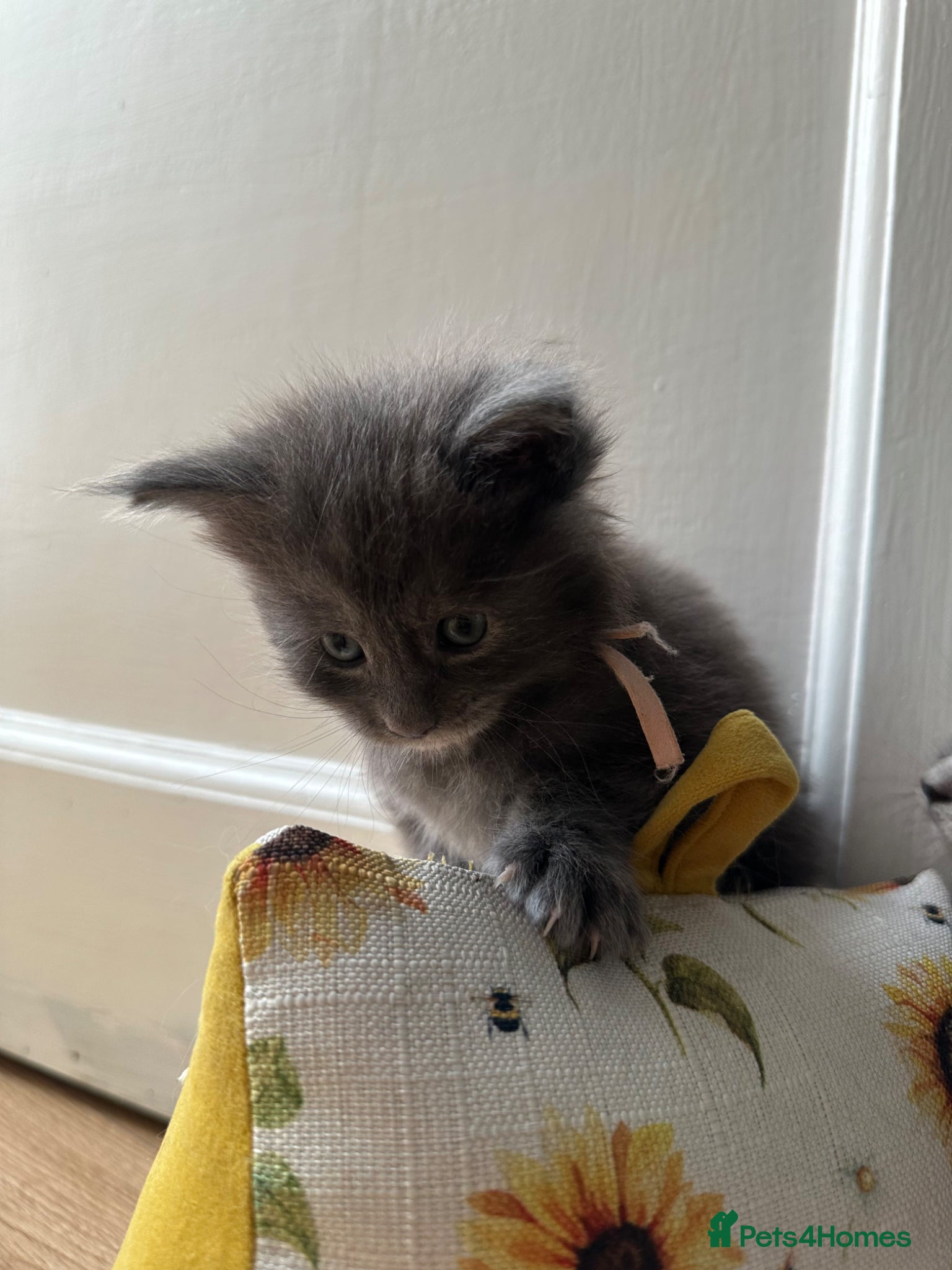 Maine Coon cats for sale: 5 beautiful Maine coon kittens - Advert 7