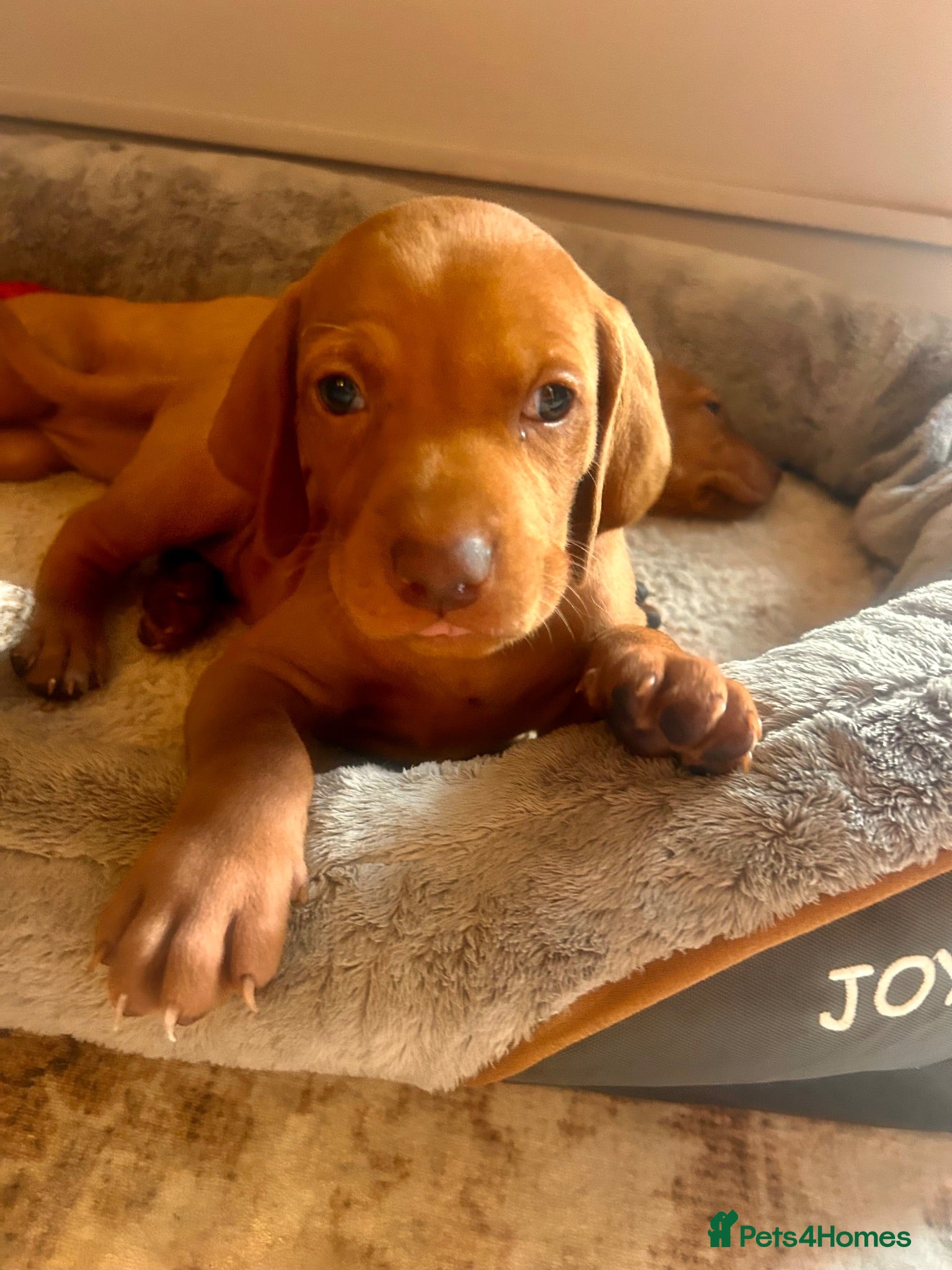 Hungarian Vizsla dogs Hungarian viszla puppies  - Advert 1