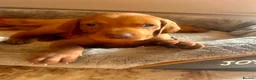 Hungarian Vizsla dogs for sale: Hungarian viszla puppies  - Advert 5
