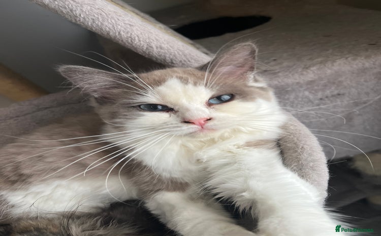 Ragdoll cats - Advert 3