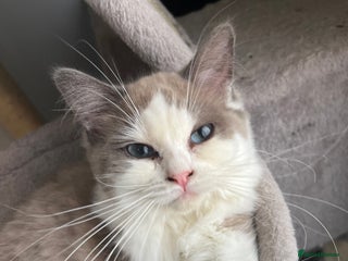 Ragdoll cats - Advert 1