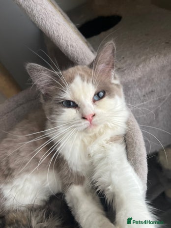 Ragdoll cats - Advert 3