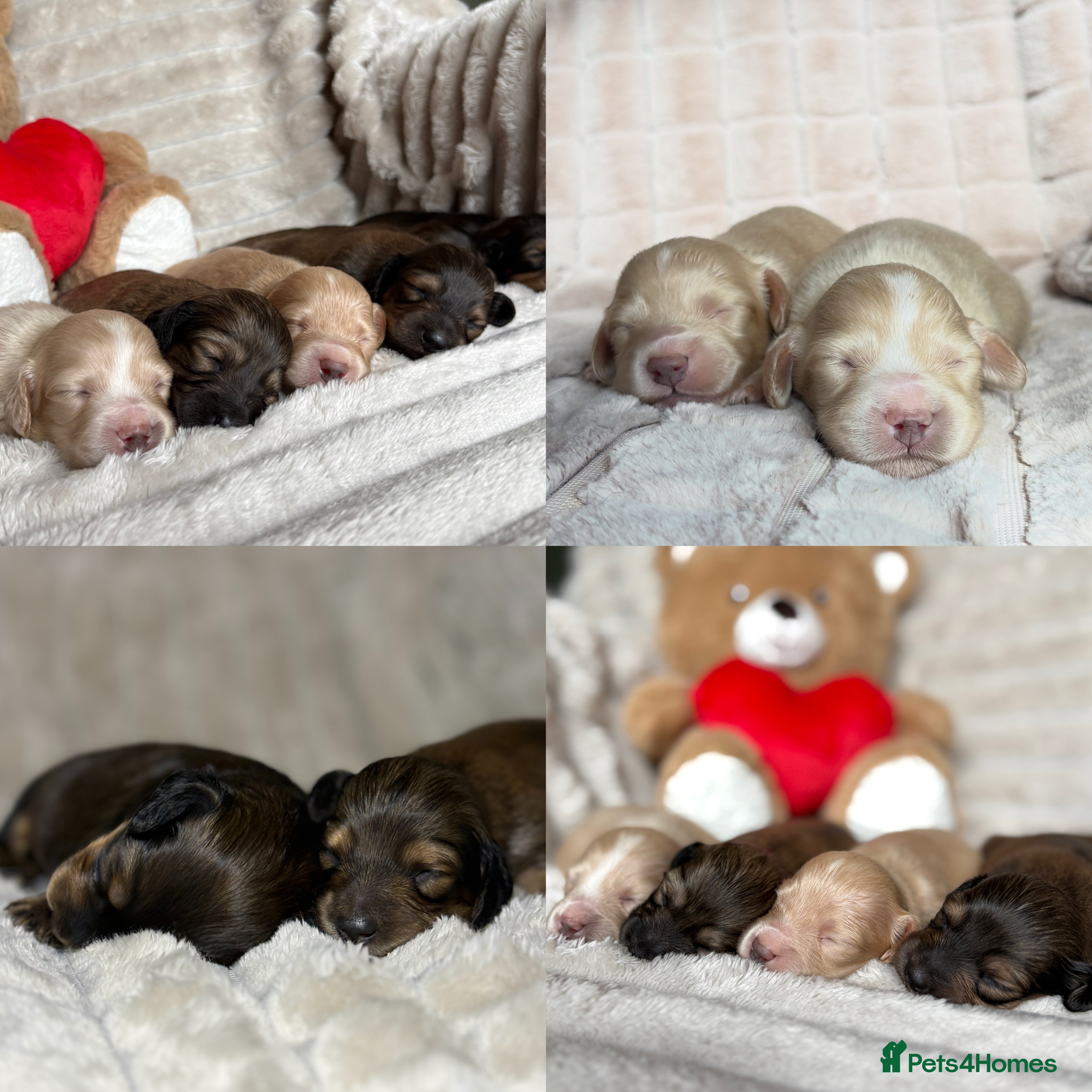 Miniature Dachshund dogs KC CREAM LONG HAIRED MINIATURE DACHSHUNDS🤍 - Advert 1