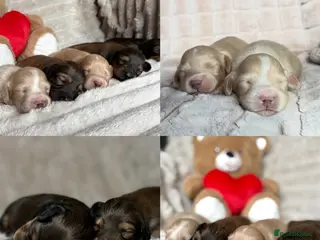 Miniature Dachshund dogs KC CREAM LONG HAIRED MINIATURE DACHSHUNDS🤍 - Advert 1