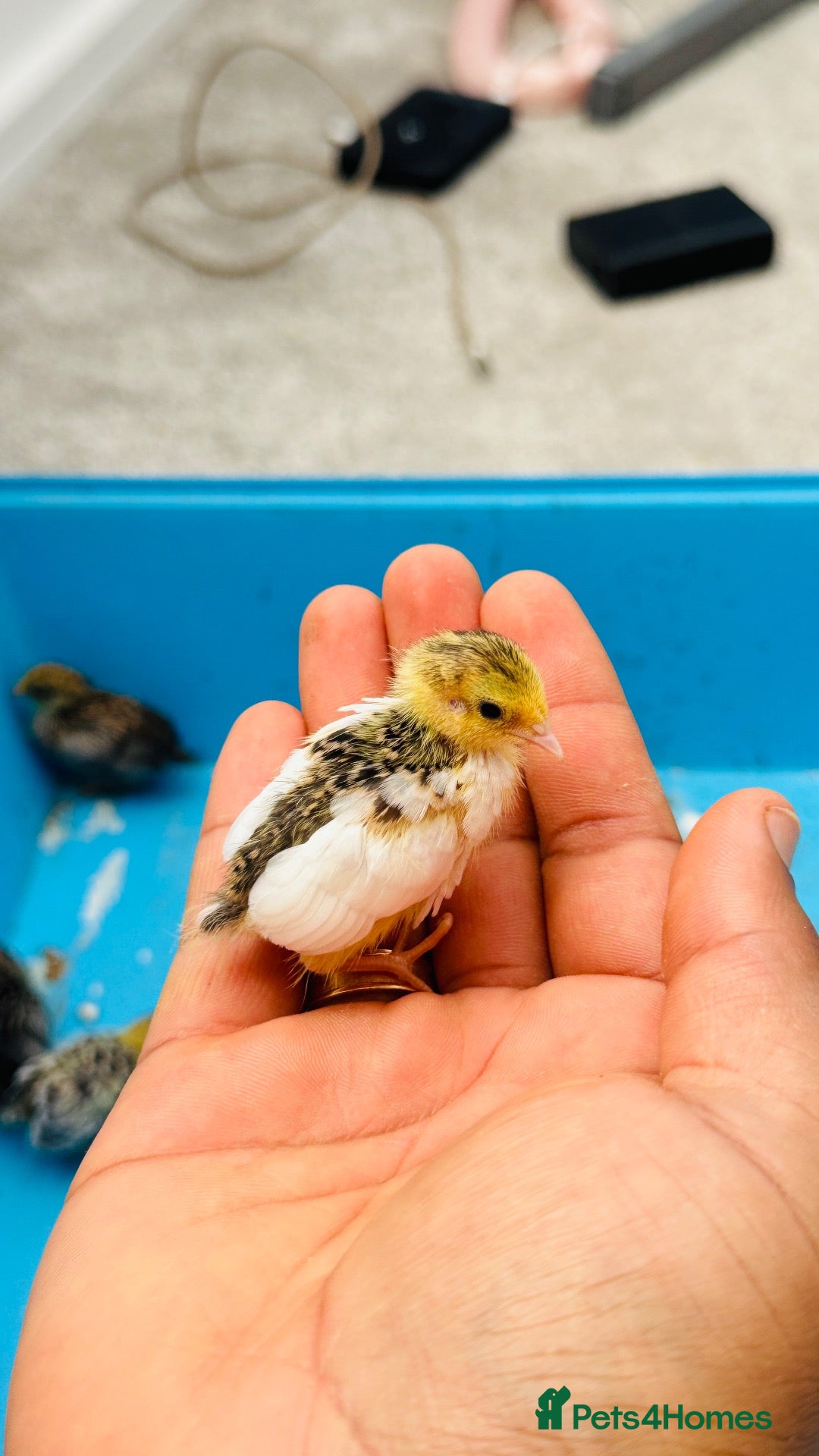 Quail poultry Healthy Button quail chicks. - Advert 15