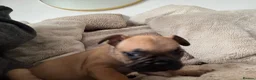 French Bulldog dogs for sale: Beautiful French bulldog puppies  - Advert 10