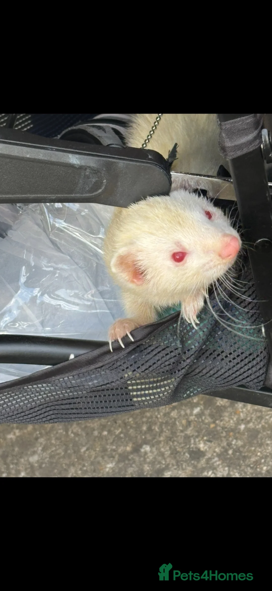 Ferret rodents for sale: Female ferret  in London - Advert 2