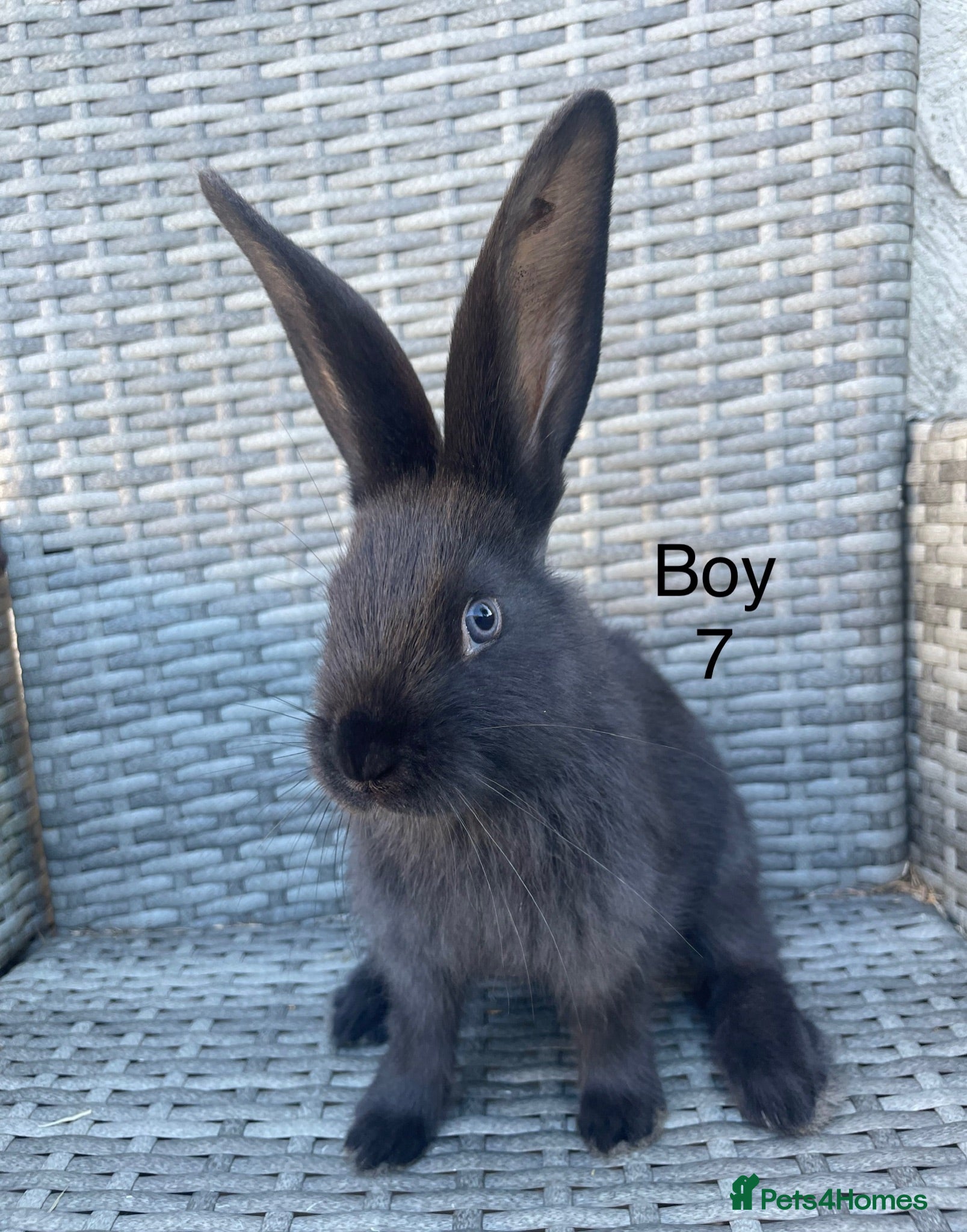 Continental Giant rabbits 💖 Pure bred continental giants💖 - Advert 6