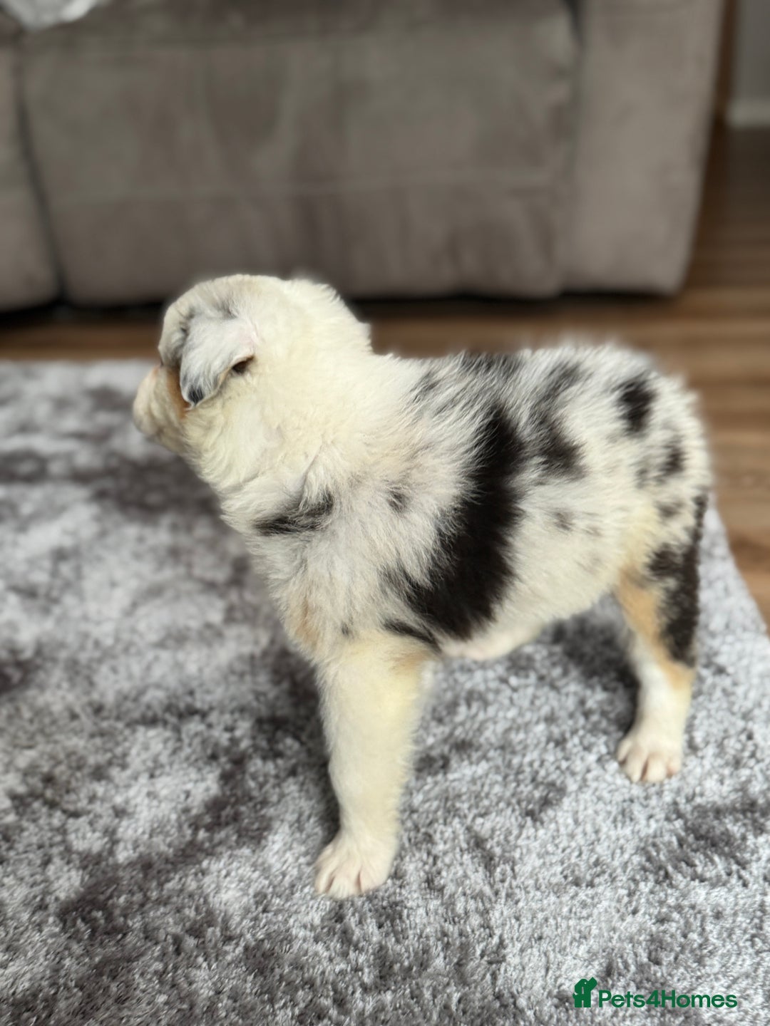 Australian Shepherd dogs for sale: 2 KC registered puppies remaining! Price drop  - Image 6