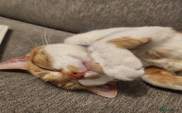 British Shorthair cats for sale: Beautiful ginger and white female cat - Image 5