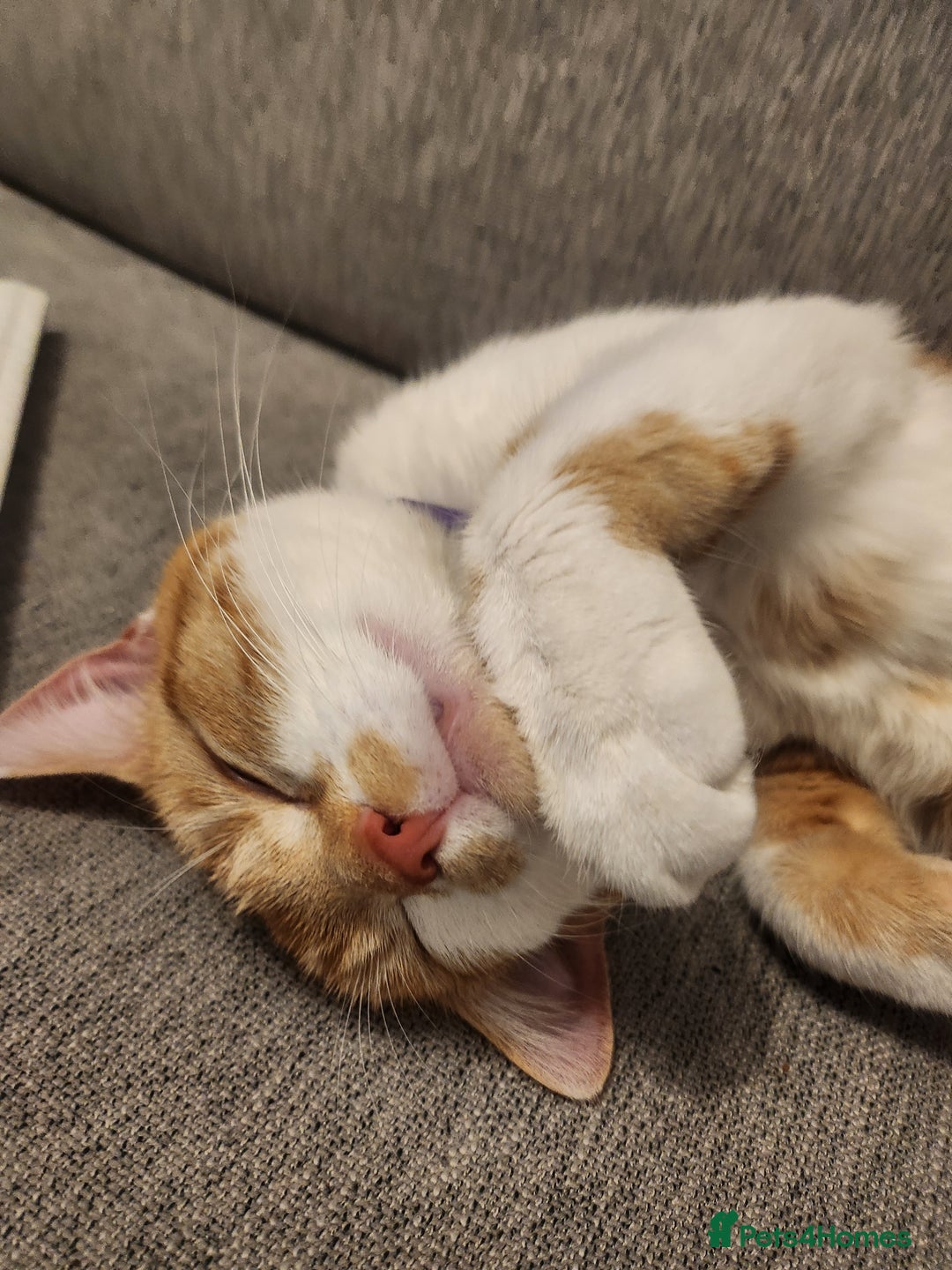 British Shorthair cats for sale: Beautiful ginger and white female cat - Image 5