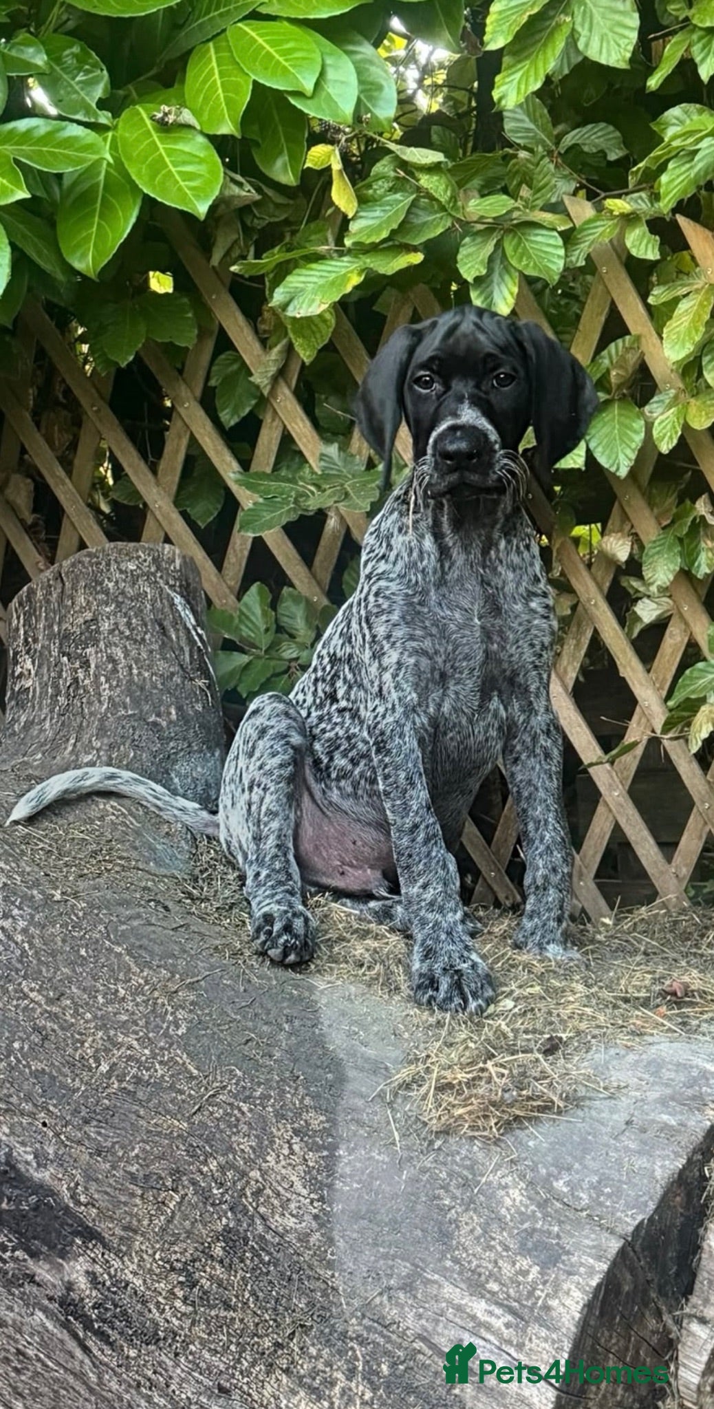 Cocker Spaniel dogs 11 week KC GERMAN SHORTHAIRED POINTER BOY - Advert 9