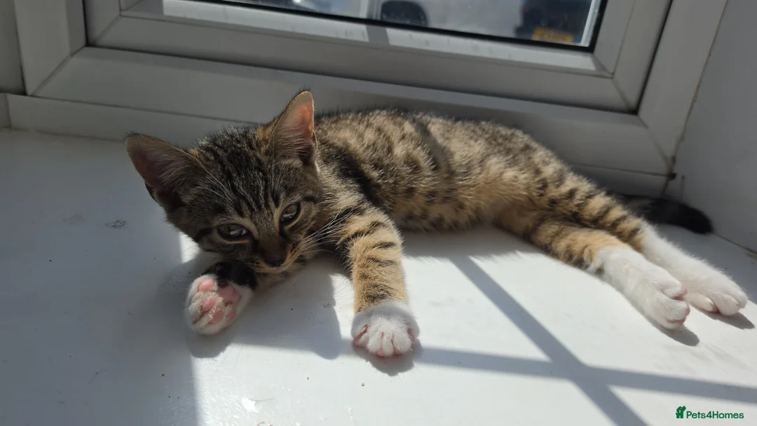 Mixed Breed cats for sale: 2 loving kittens  in Rainham - Advert 6