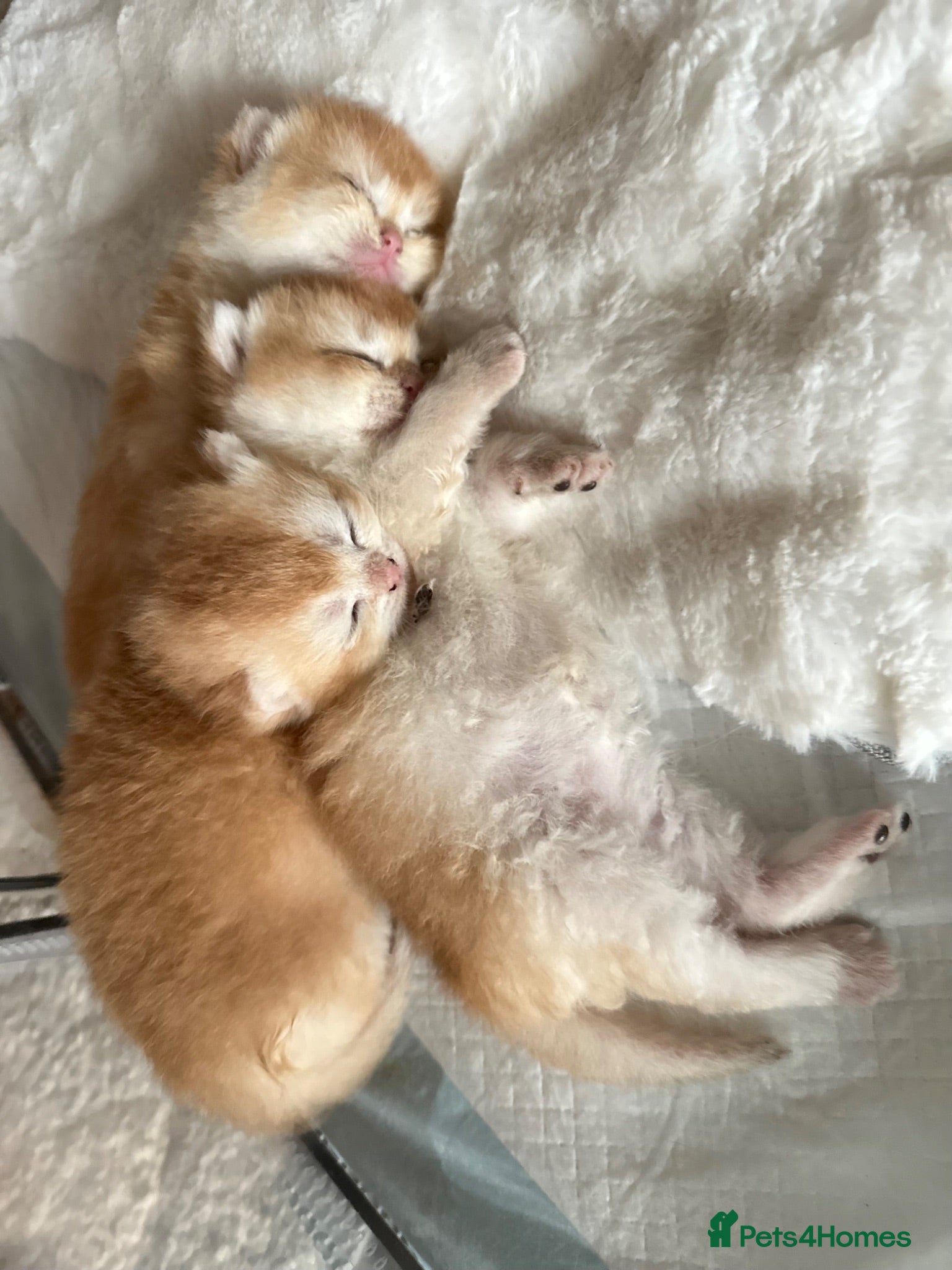 British Shorthair cats Gorgeous GCCF registered British shorthair Gold. - Advert 1