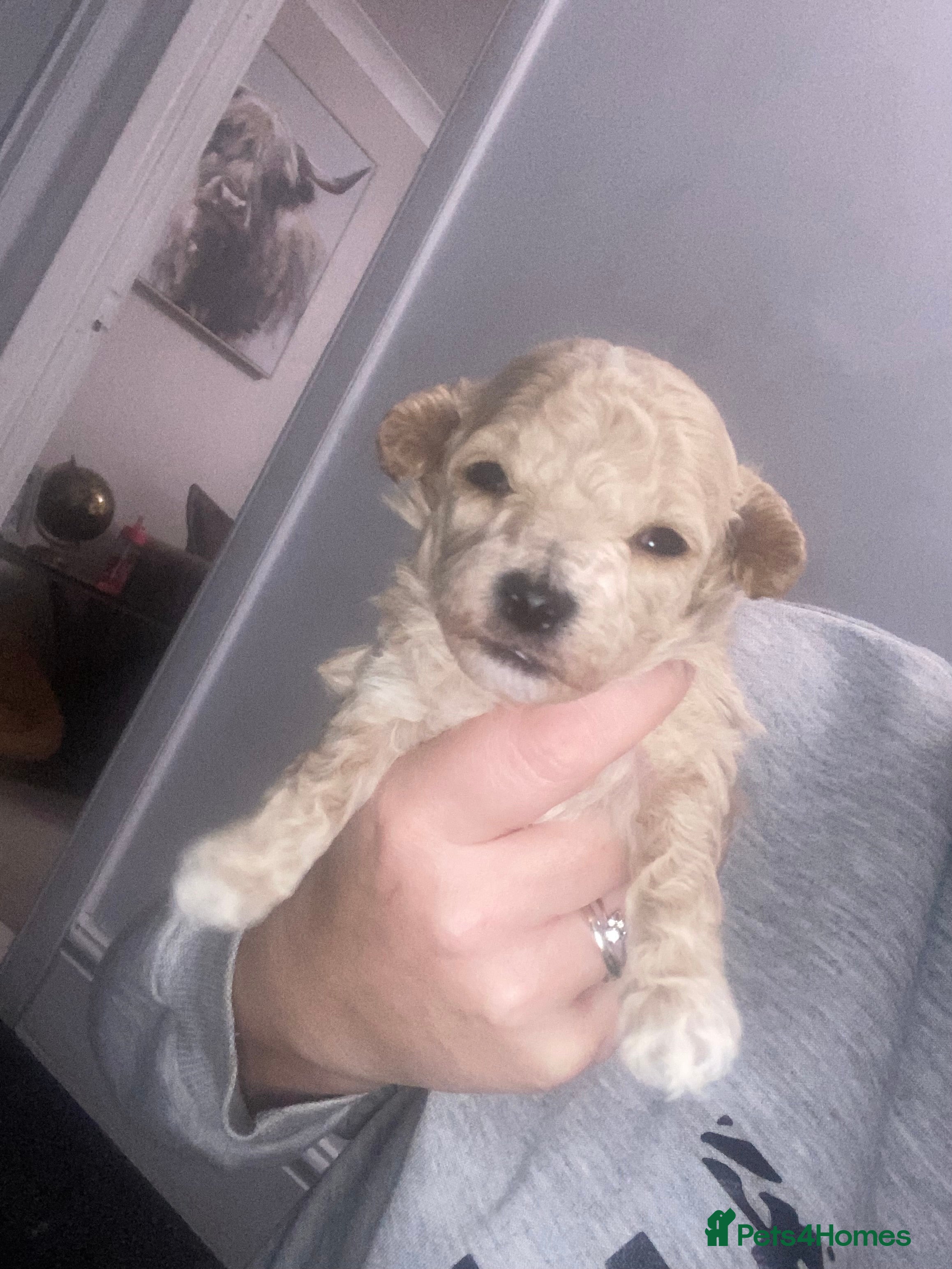 Poochon dogs F1 Tiny poochons,champion bloodline parents  - Advert 15