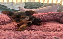 Yorkshire Terrier dogs for sale: Stunning Yorkshire terriers - Image 26