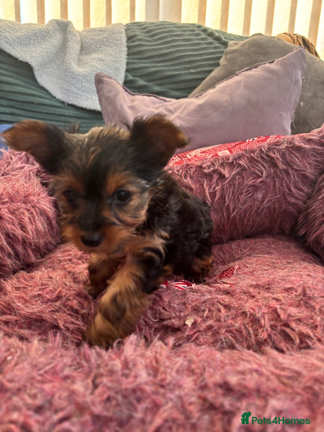 Yorkshire Terrier dogs for sale: Stunning Yorkshire terriers - Image 26