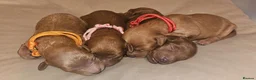 Cavapoo dogs for sale: Licensed breeder,dna clear red tiny cavapoo pups  - Advert 11
